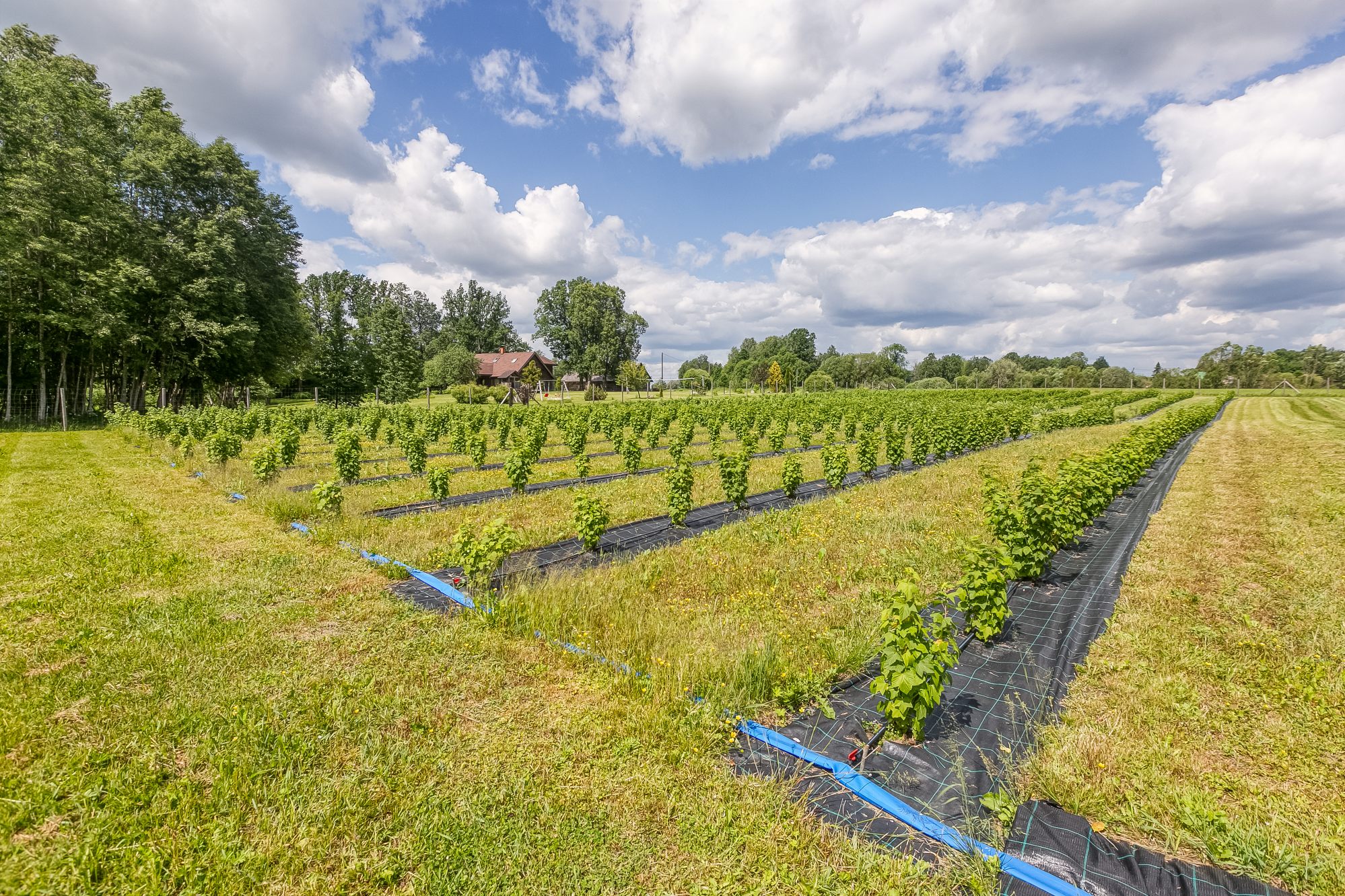 Charming Ranch-Style Property Near the Estonian Border