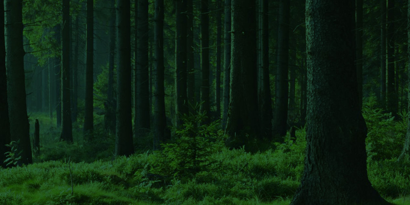 forest-icon